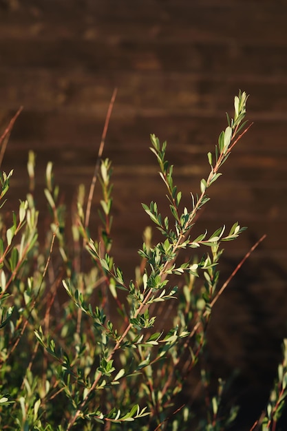 Photo branches of a bush with green leaves