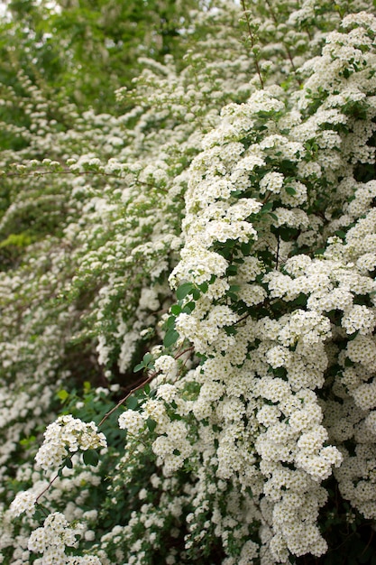 公園に咲く白いキク科の茂みの枝。