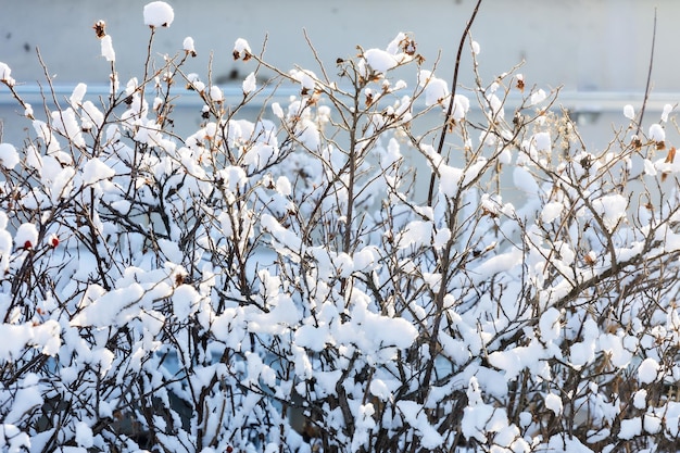 Branches of bushes under snow on winter day