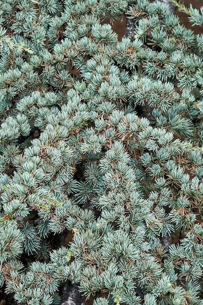 花の背景のクローズ アップとして野生の森で短い針を持つスギ アトランティカ グラウカの枝