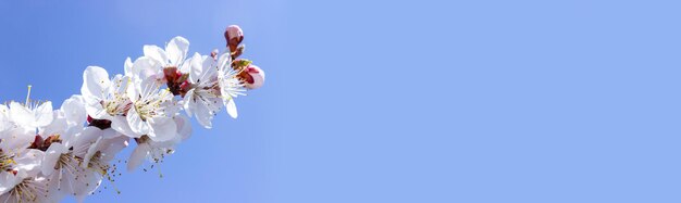 Photo branches of cherry blossoms on a blue background. banner. selective focus. copy space.