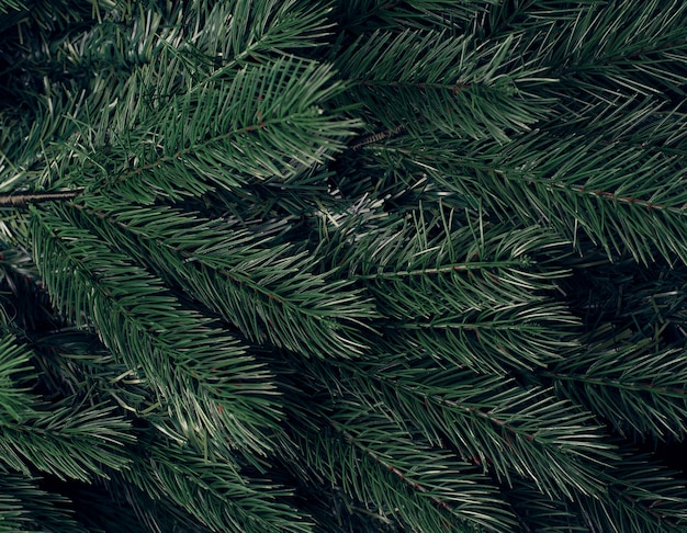 Branches of a Christmas tree Closeup photo Christmas tree needles