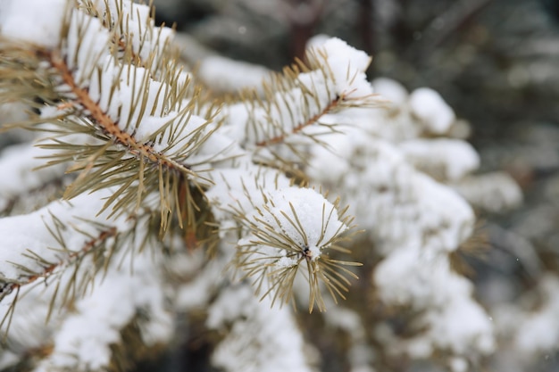 Branches of a Christmas tree covered with snow. Snow-covered branches.