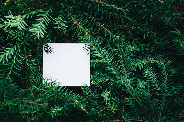 Photo branches of a christmas tree and an empty sheet of paper