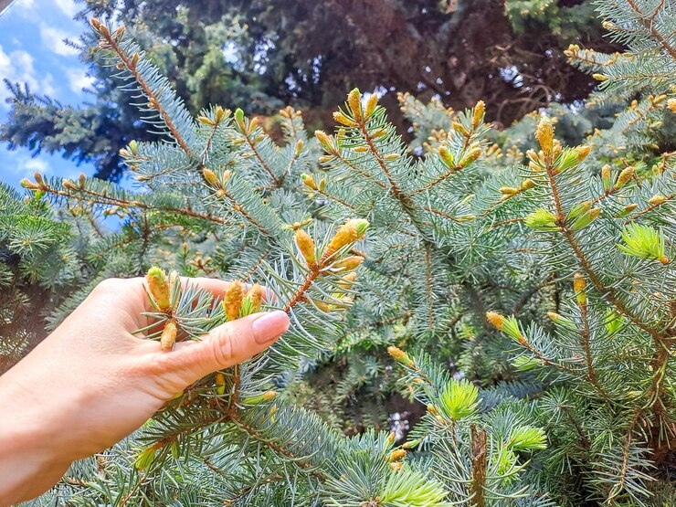 Photo branches of christmas trees in the girls hand with the yellow tips