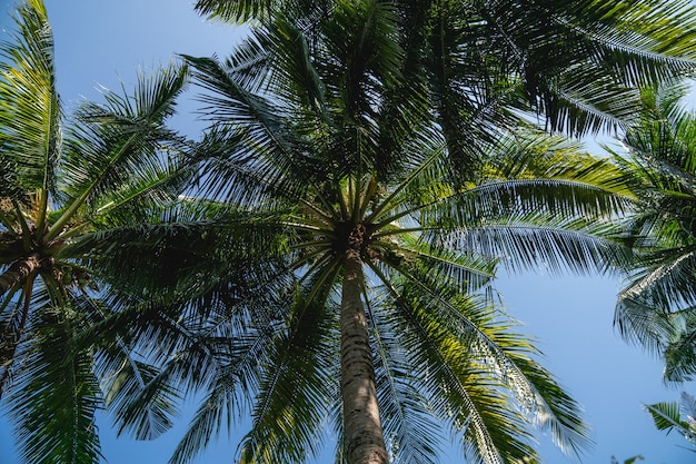Ветви кокосовых пальм под голубым небом.