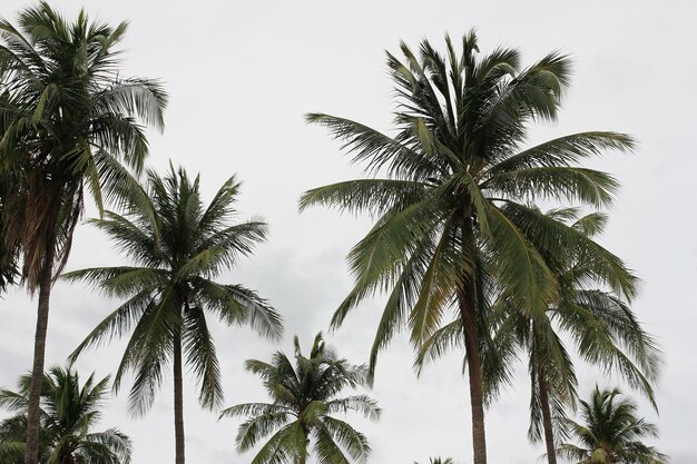 Photo branches of coconut palms tree