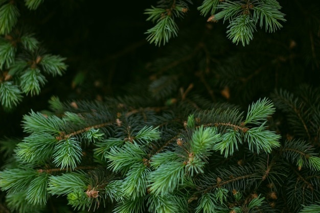 Branches of a coniferous plant spruce background texture