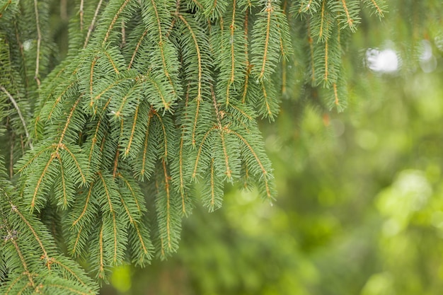 Branches of a coniferous tree Spruce Photo of nature