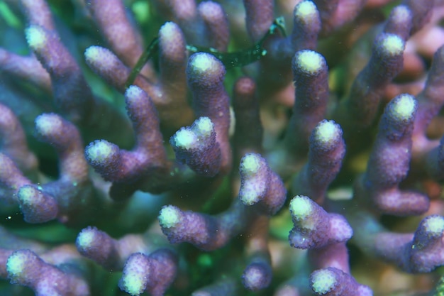 branches of coral underwater macro photo