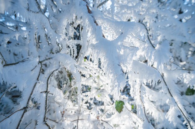 Branches covered in frost beautiful in nature