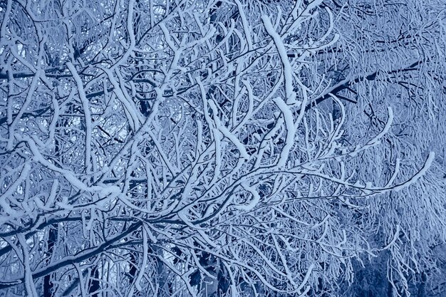 branches covered with frost background abstract winter december view