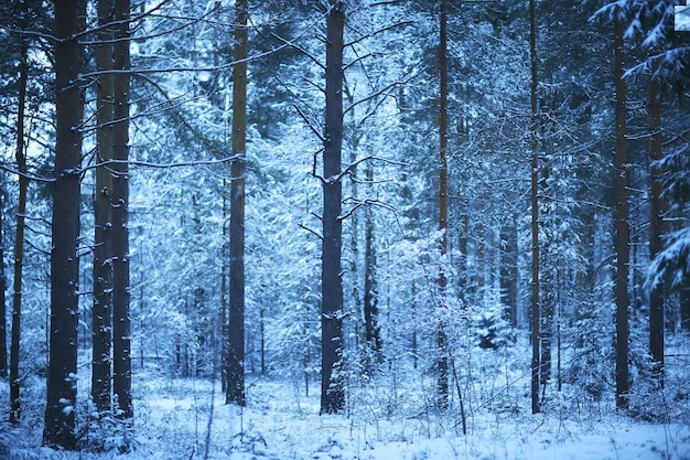 branches covered with frost background abstract winter december view