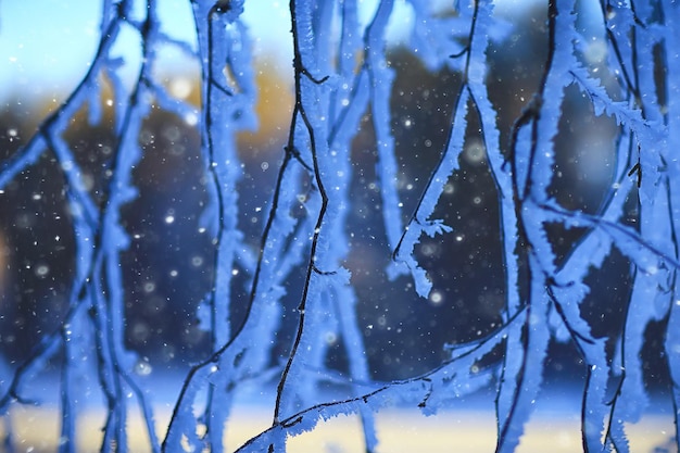 ветви, покрытые инеем фоном абстрактная зима декабрь вид