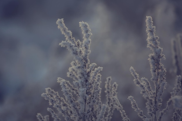 霜の背景、抽象的な風景雪冬自然霜で覆われた枝