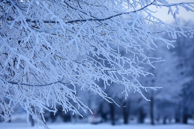 branches covered with hoarfrost background, abstract landscape snow winter nature frost