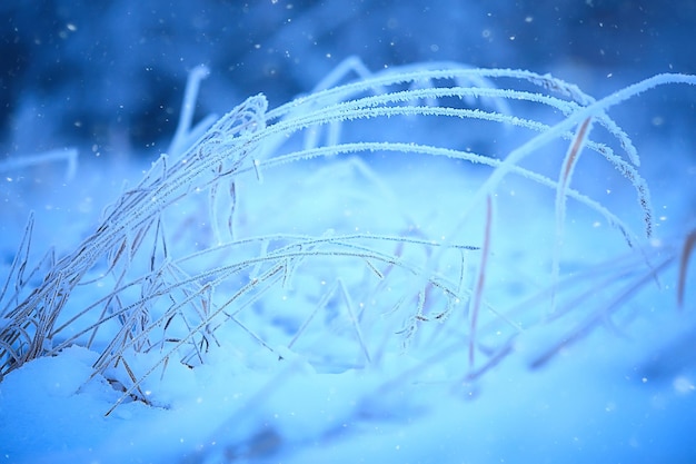 branches covered with hoarfrost background, abstract landscape snow winter nature frost