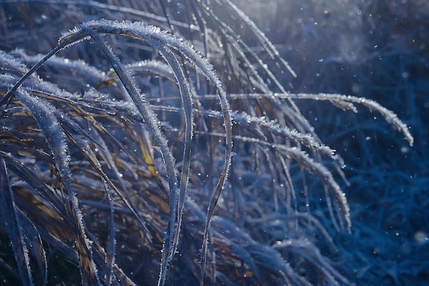 霜の背景、抽象的な風景雪冬自然霜で覆われた枝