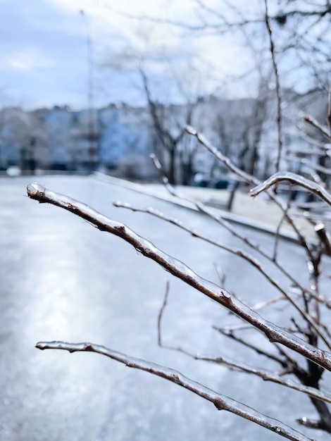 凍った雨の後に氷で覆われた枝 氷嵐のサイクロンの後に輝く氷がすべてを覆った 自然のコンセプトのひどい美しさ 冬の風景シーンのポストカード 選択と集中
