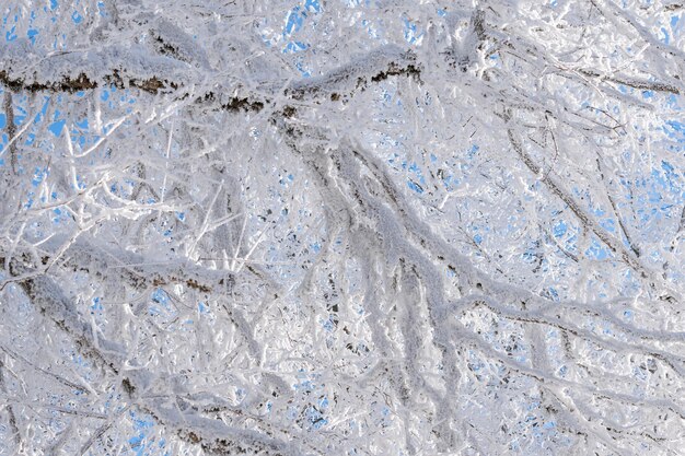 青い空を背景に雪に覆われた枝。サバドゥリの森。冬の風景