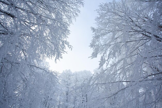 青い空を背景に雪に覆われた枝。サバドゥリの森。冬の風景