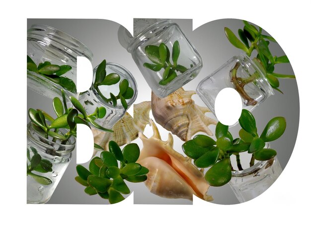 branches of Crassula Ovata placed in a glass jars with three pink conch sells