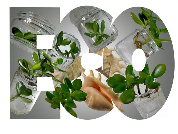 Photo branches of crassula ovata placed in a glass jars with three pink conch sells