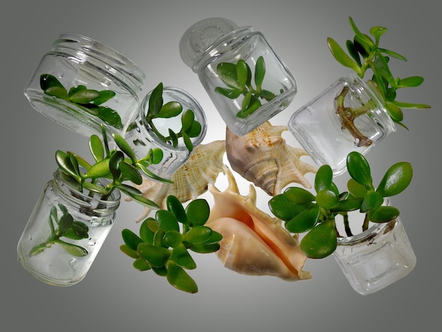 branches of Crassula Ovata placed in a glass jars with three pink conch sells