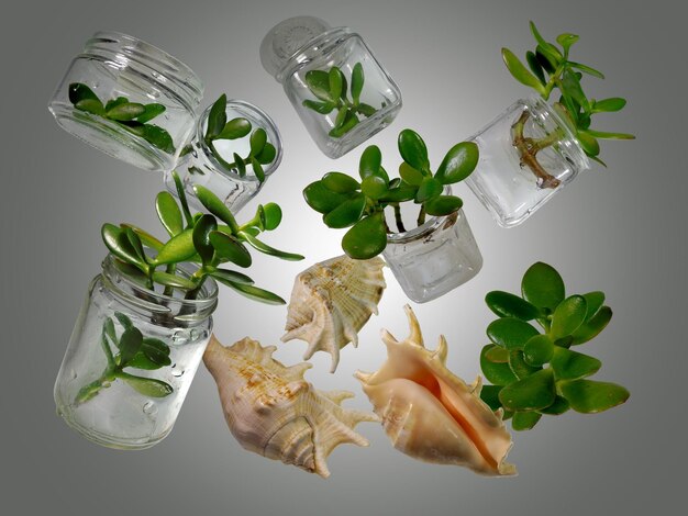 branches of Crassula Ovata placed in a glass jars with three pink conch sells