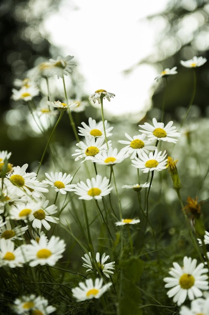 Branches of daisy flowers with long green stems in an urban garden