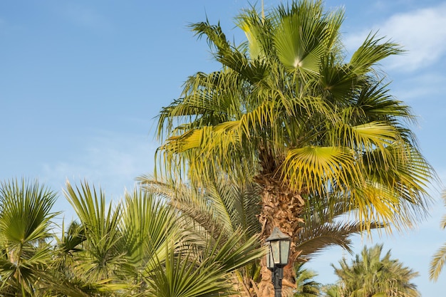 Branches of date palms under blue sky in Summer