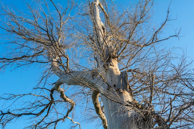 Branches of a dead tree