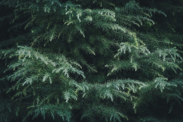 Branches of Deodar Cedar in a garden