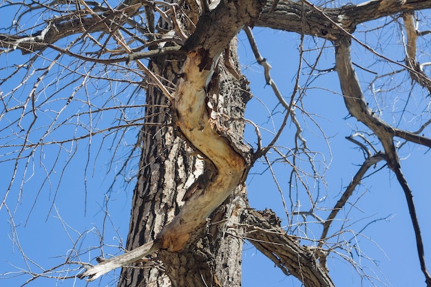 Branches of a dry tree on blue sky