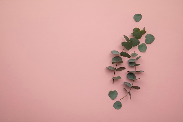 Branches of eucalyptus leaves on a marble background lay flat