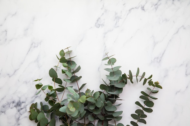 Branches of eucalyptus leaves on a marble background lay flat