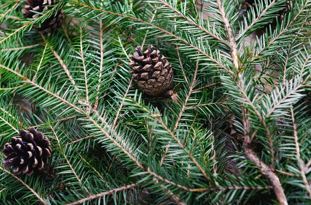 Branches of an evergreen tree with cones background
