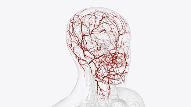 Photo branches of external carotid artery