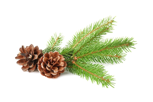 Branches of fir tree and cones on white background