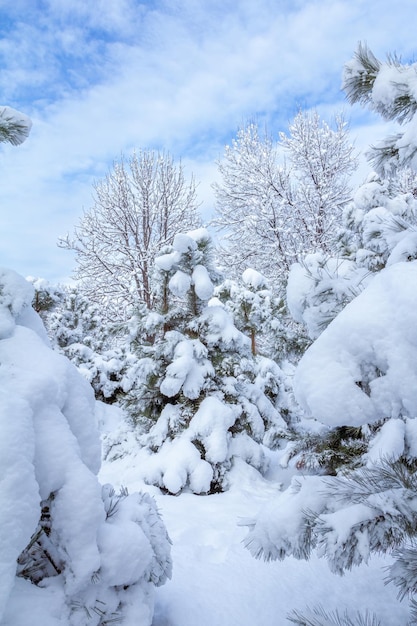 Branches of fir tree covered with snow in the city park