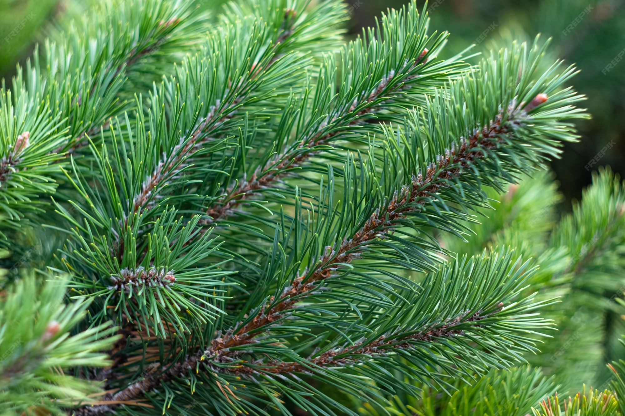 Premium Photo | Branches of a fir tree. spruce branch, evergreen,  coniferous background. pine needles close-up, pine-tree. scotch fir. green  branches of fur tree. christmas fir.
