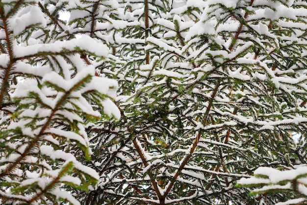 The branches of the fir trees in the snow