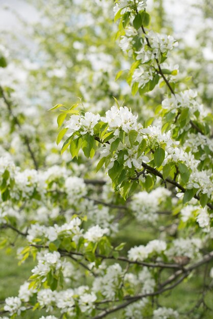 庭の開花リンゴの木の枝