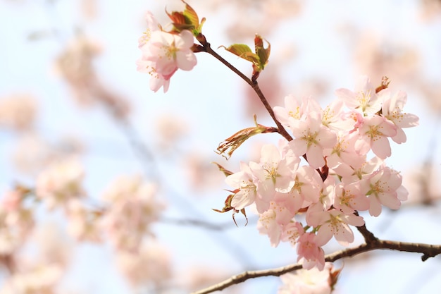 Branches flowering apple tree. Spring background with soft selective focus. blooming sakura flowers