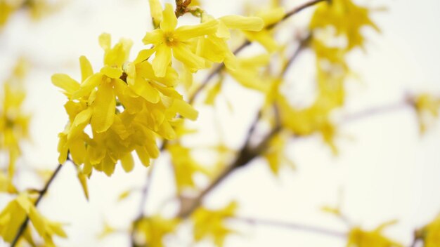 春の空のクローズ アップ咲くフルーツ ブッシュの背景に開花ハナミズキの枝が揺れる