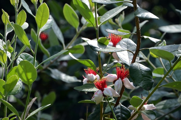 Branches of flowering feijoa tree in the garden