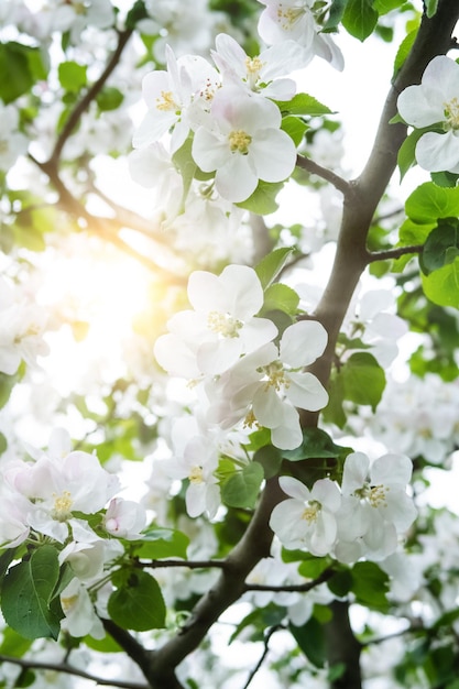 Branches of a flowering fruit tree