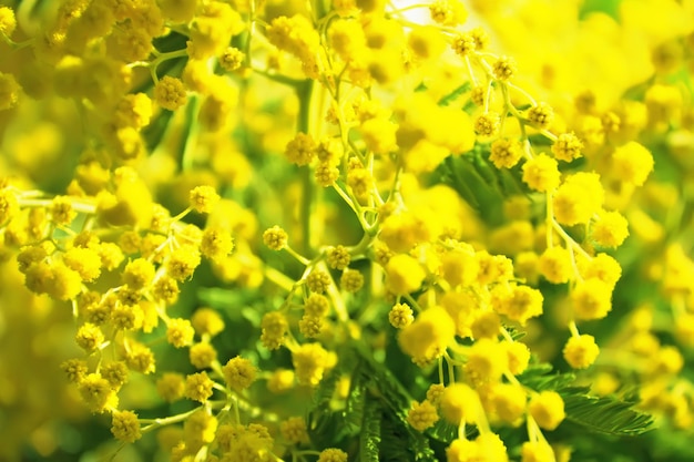 Photo branches of flowering mimosa or acacia dealbata