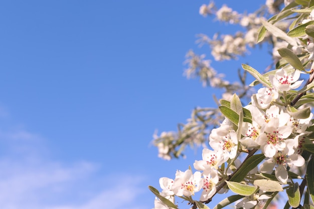 Branches of flowering pear tree with green leaves in front of blue sky