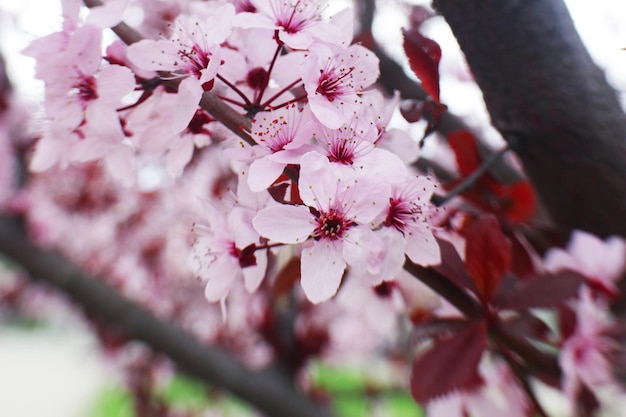 Branches of flowering tree closeup